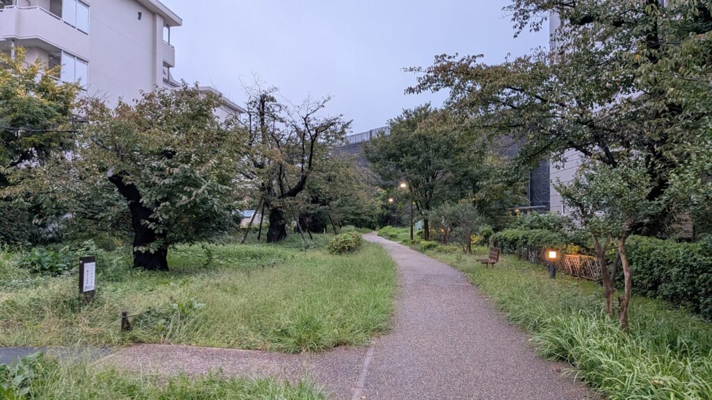 桜の植栽はルート中のいたるところに